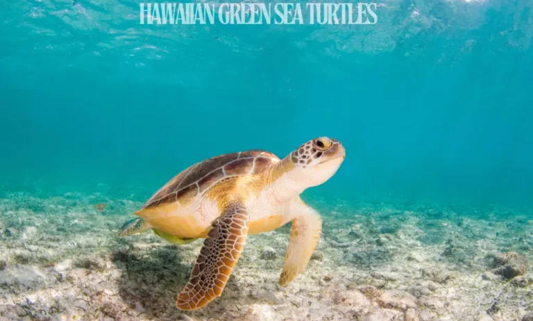 Where to watch Hawaiian green sea turtles